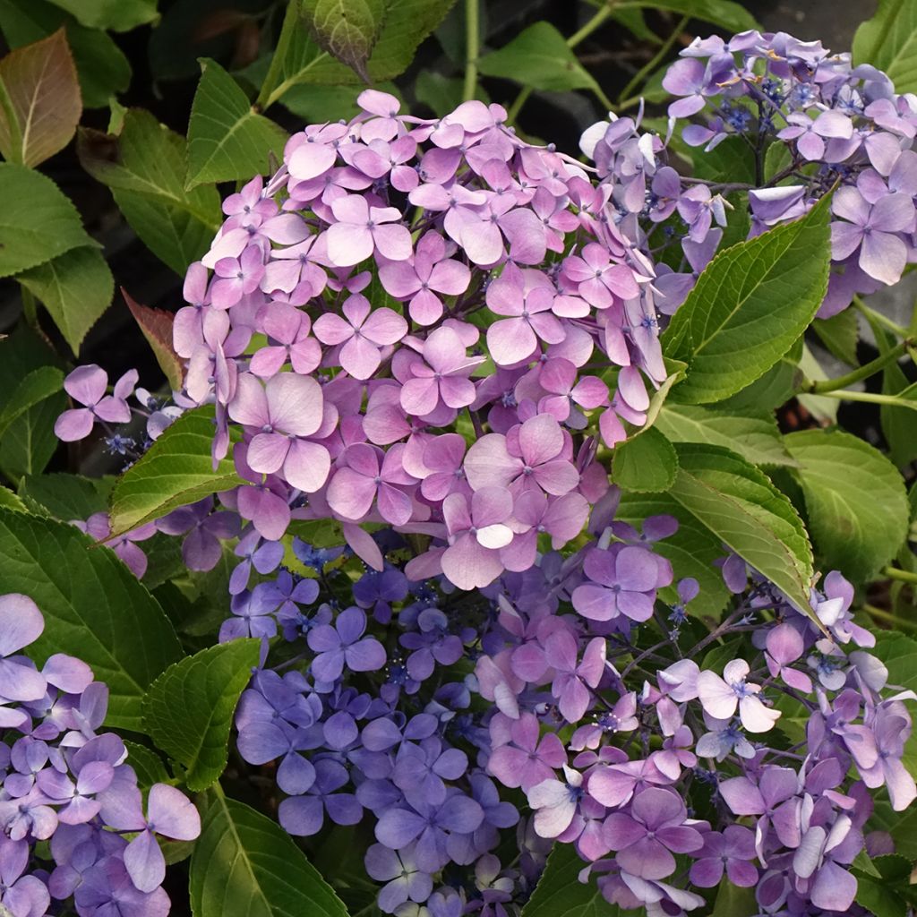 Hydrangea macrophylla Yamato