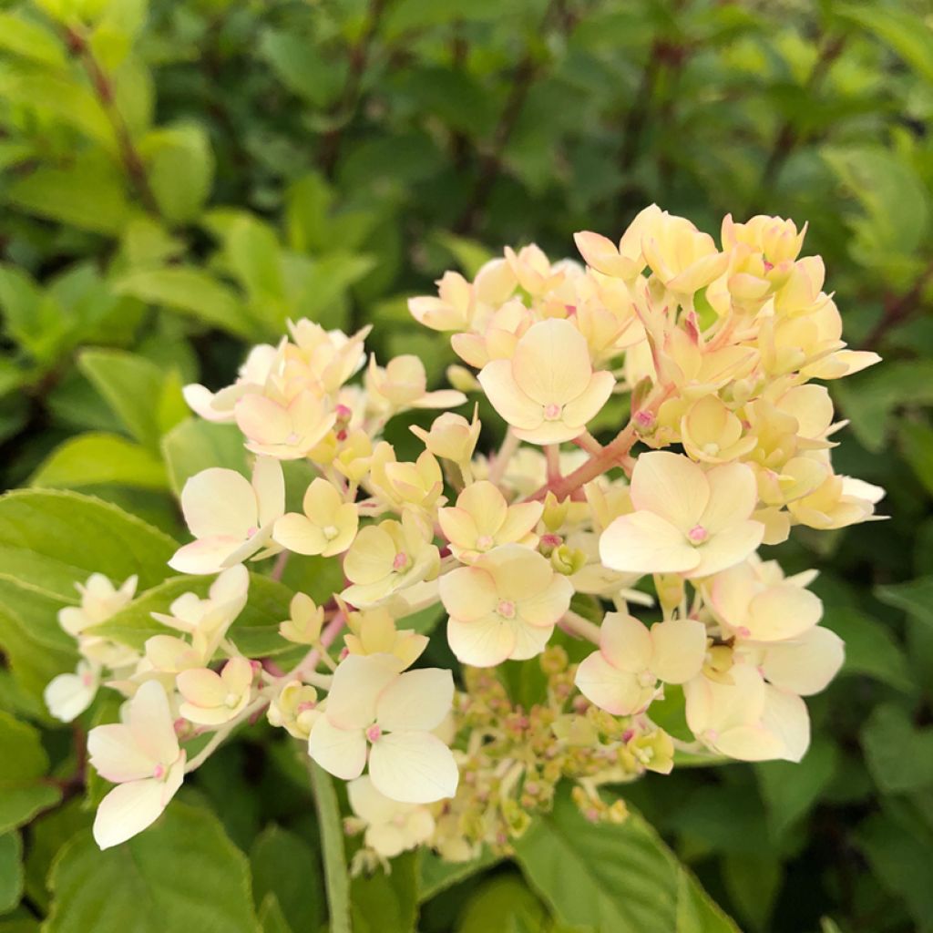 Hydrangea paniculata Vanille Fraise