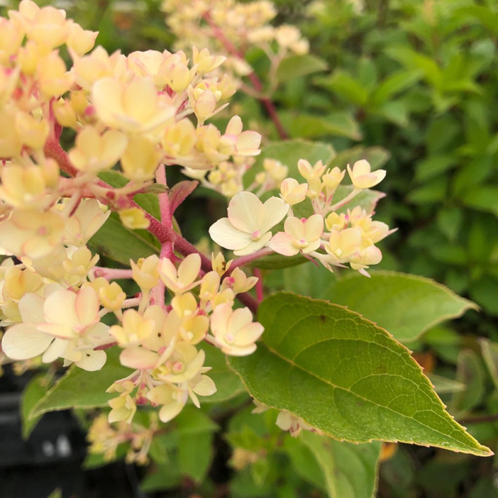 Hydrangea paniculata Vanille Fraise