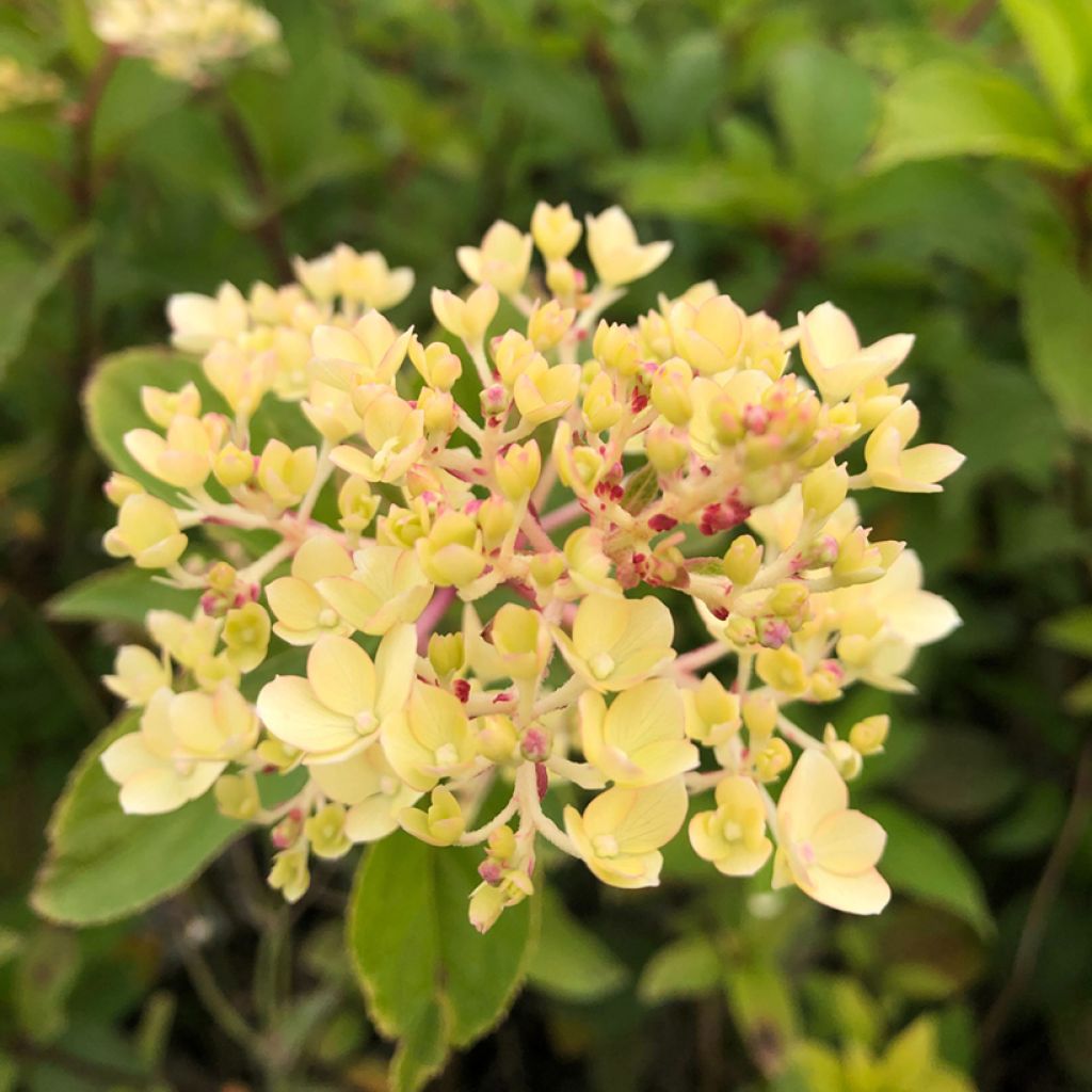 Hydrangea paniculata Vanille Fraise