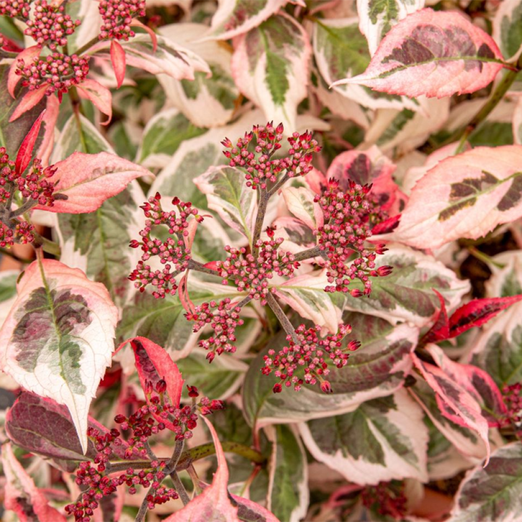 Hydrangea serrata Euphoria Pink