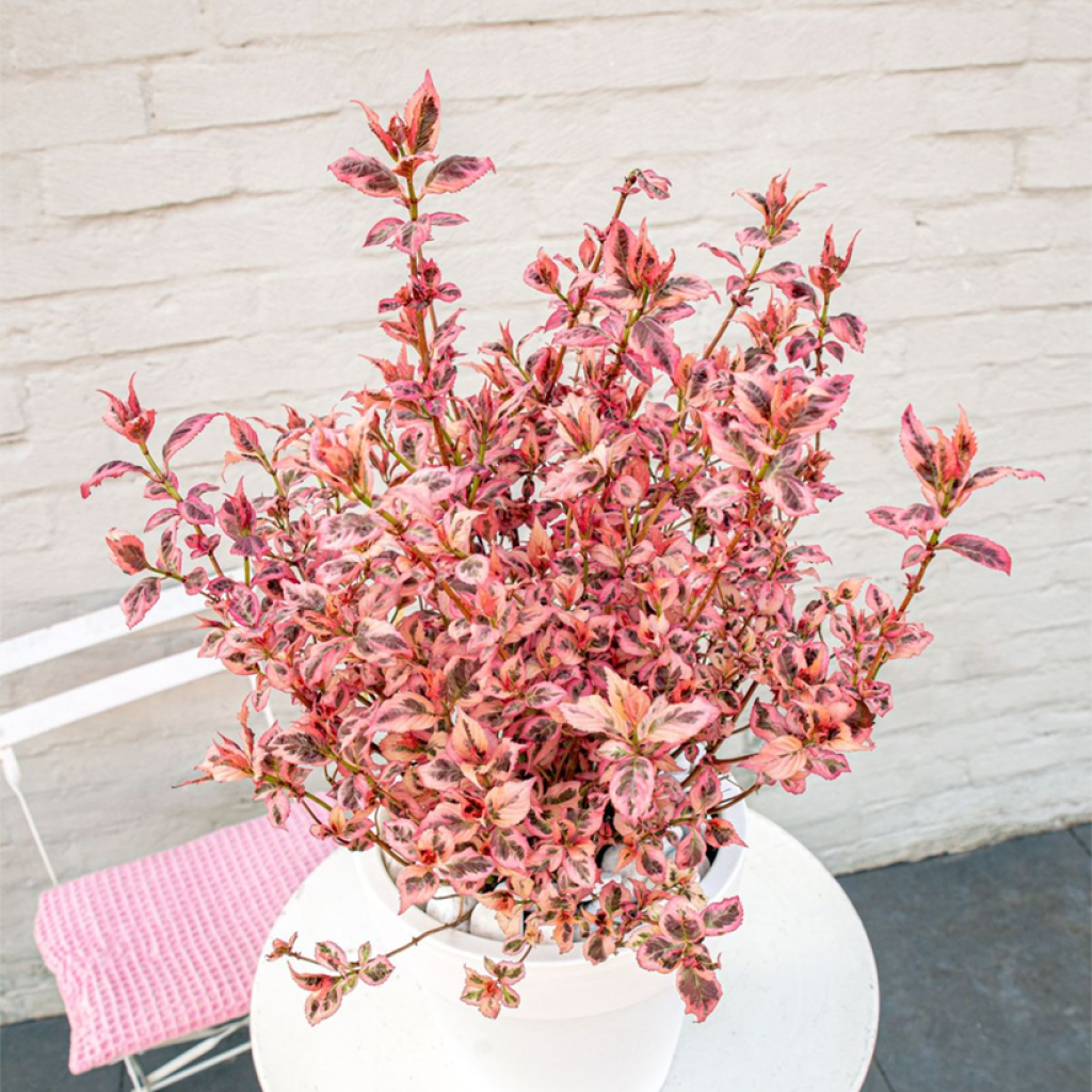 Hydrangea serrata Euphoria Pink