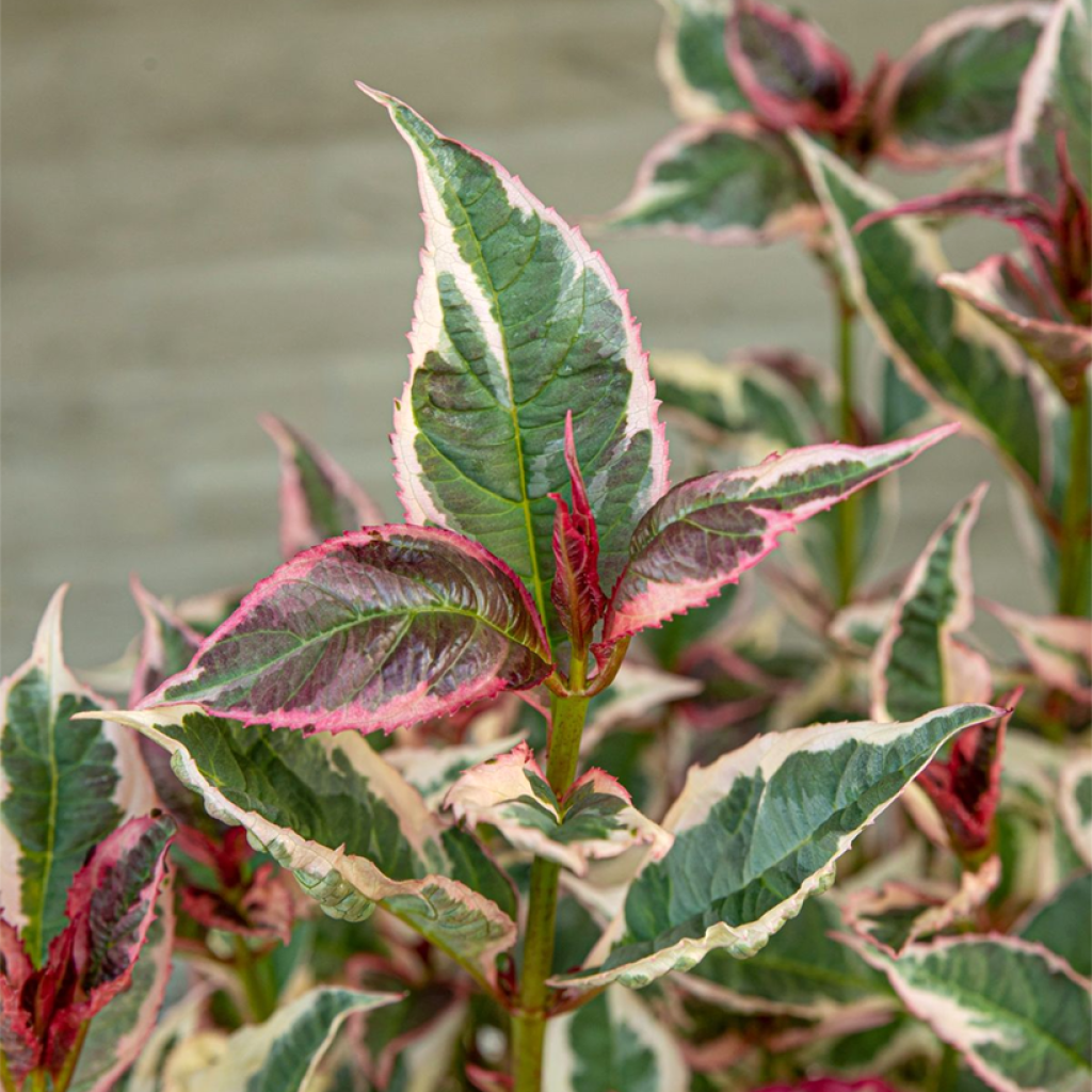 Hydrangea serrata Euphoria Pink