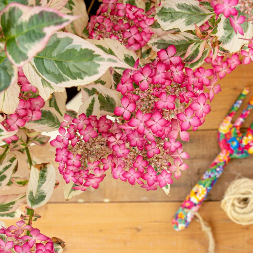 Hydrangea serrata Euphoria Pink