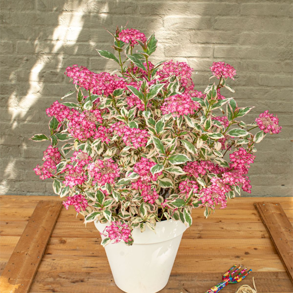 Hydrangea serrata Euphoria Pink