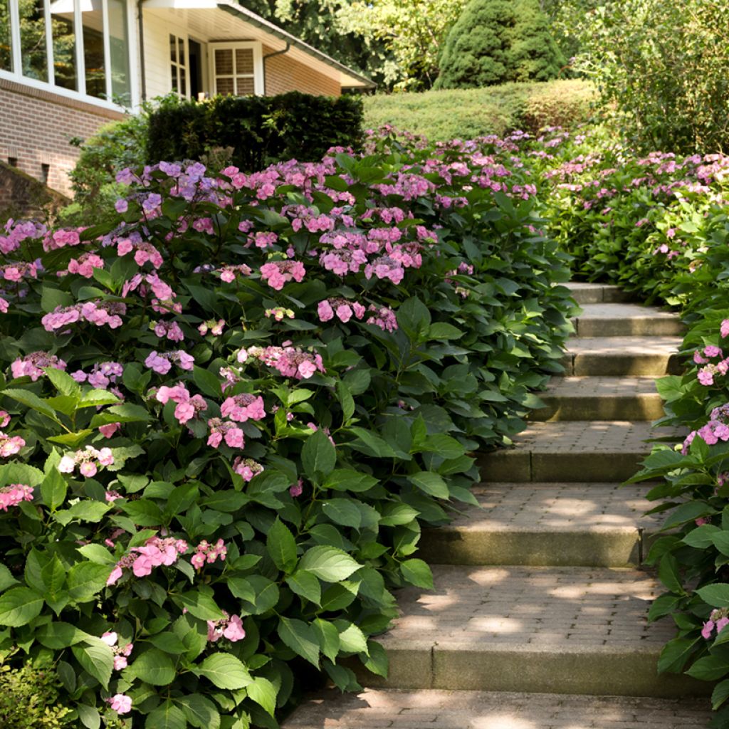 Hydrangea serrata Summer Glow