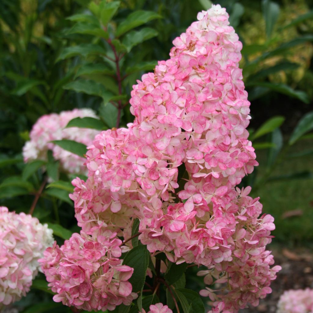 Hydrangea paniculata Vanille Fraise