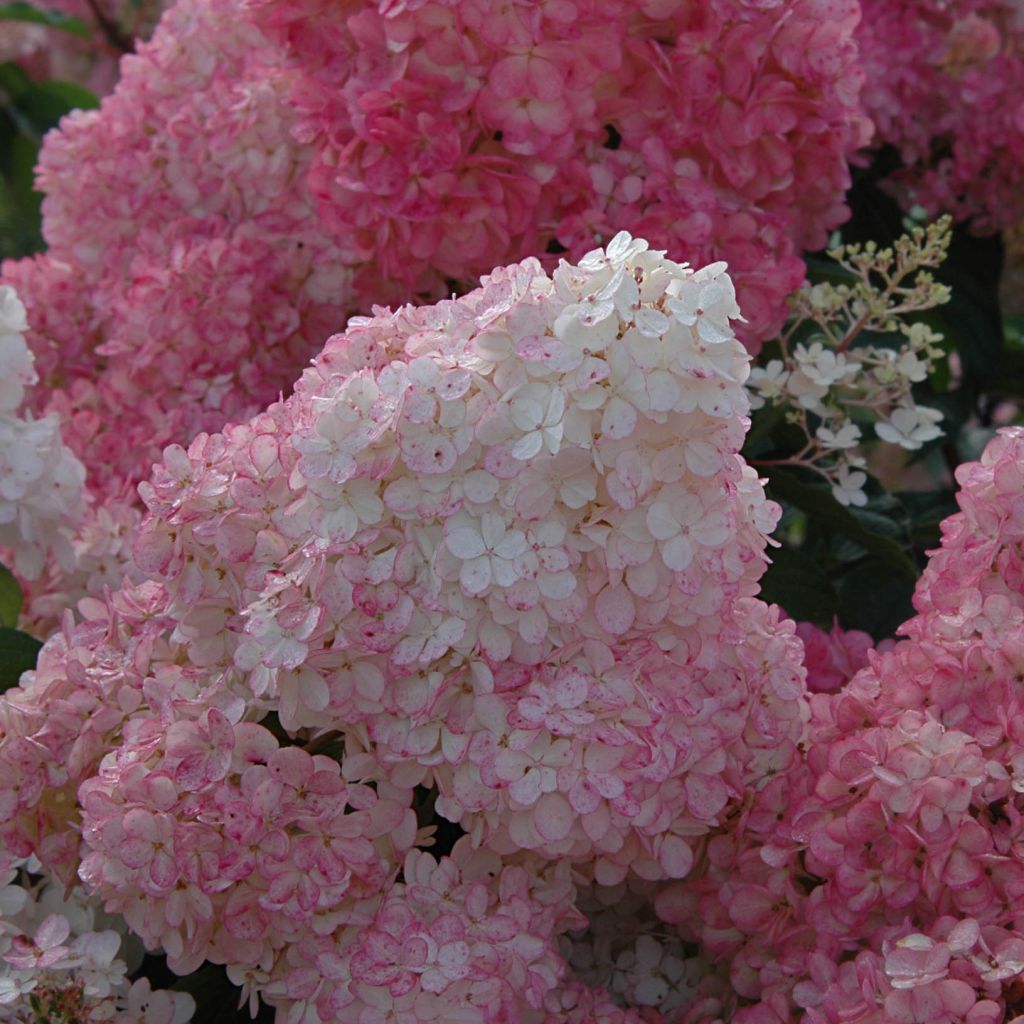 Hydrangea paniculata Vanille Fraise