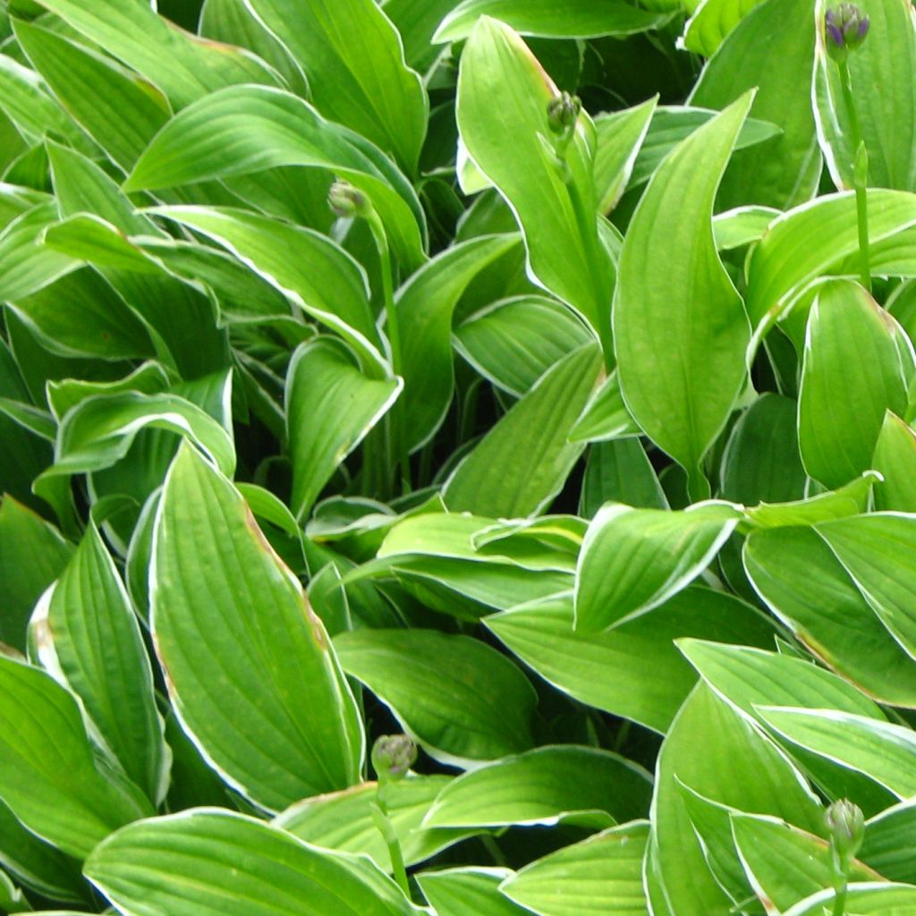 Hosta sieboldiana Herifu