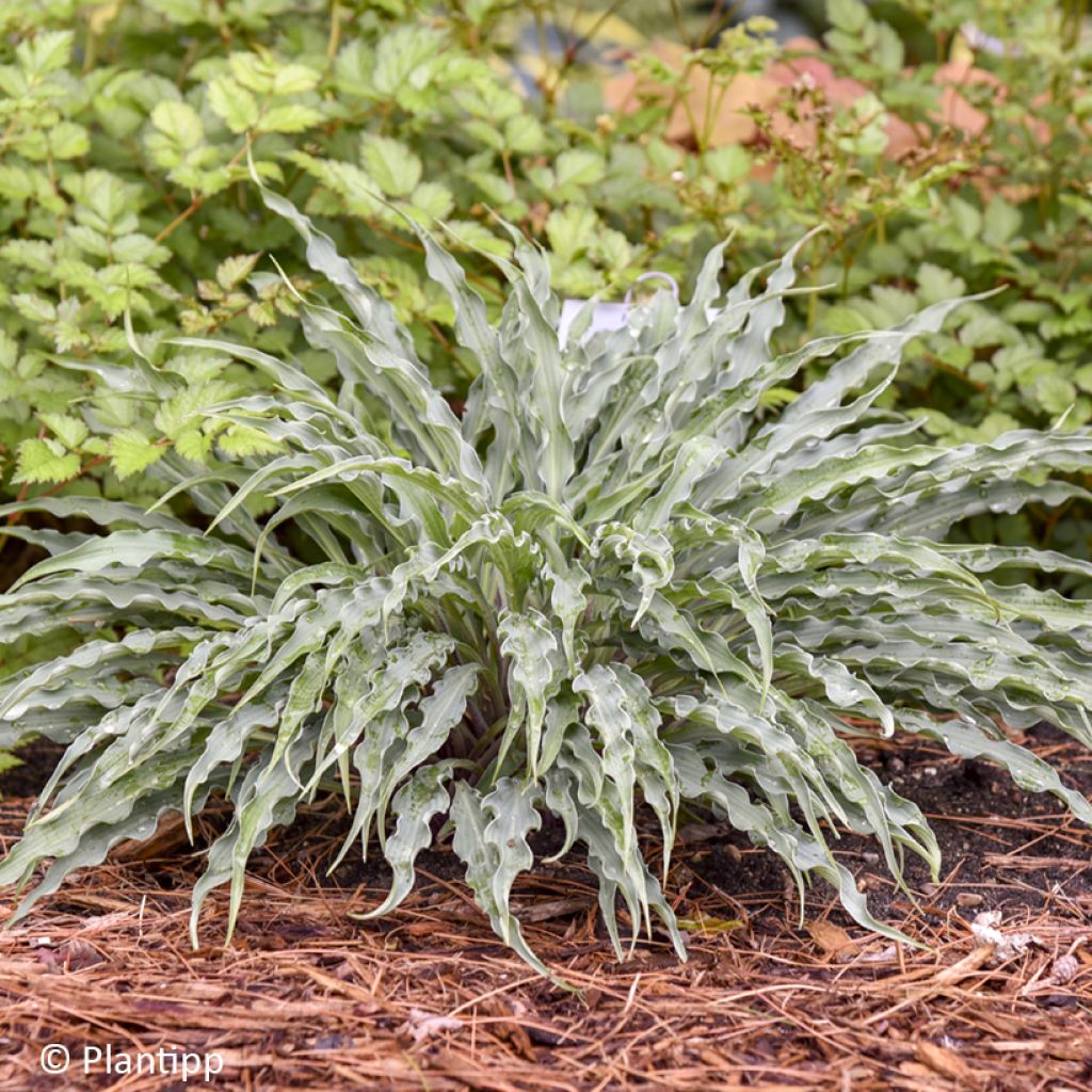 Hosta  Silly String