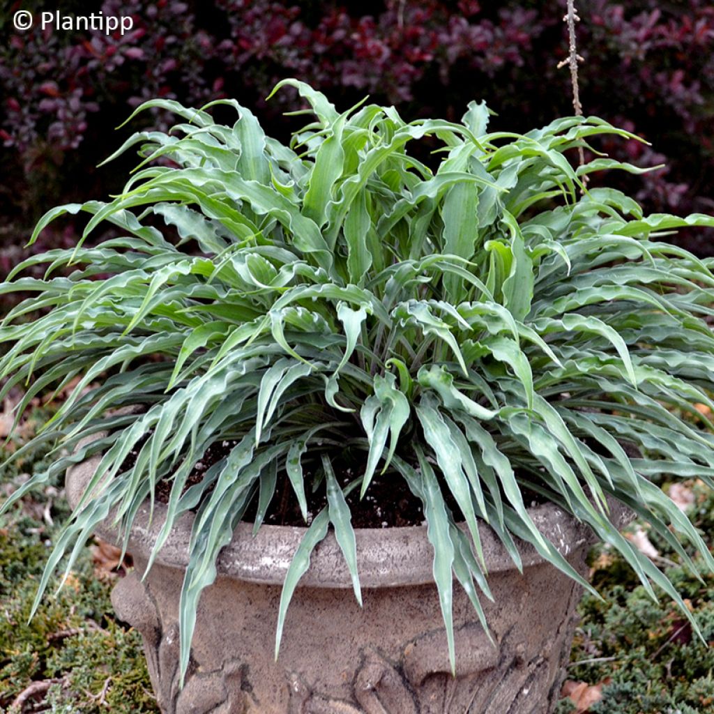 Hosta  Silly String