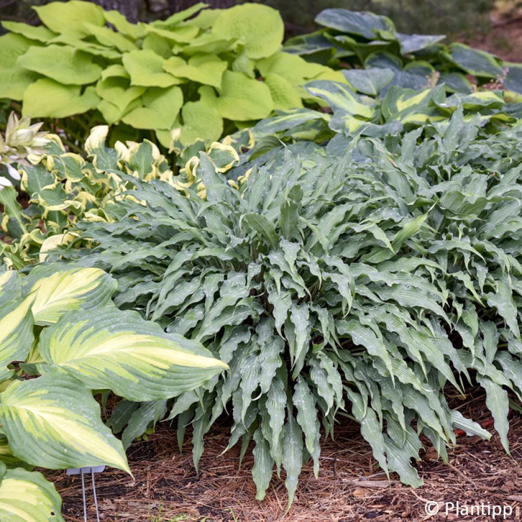 Hosta  Silly String