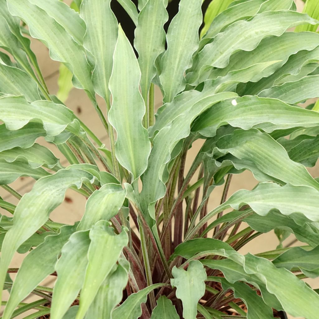 Hosta  Silly String
