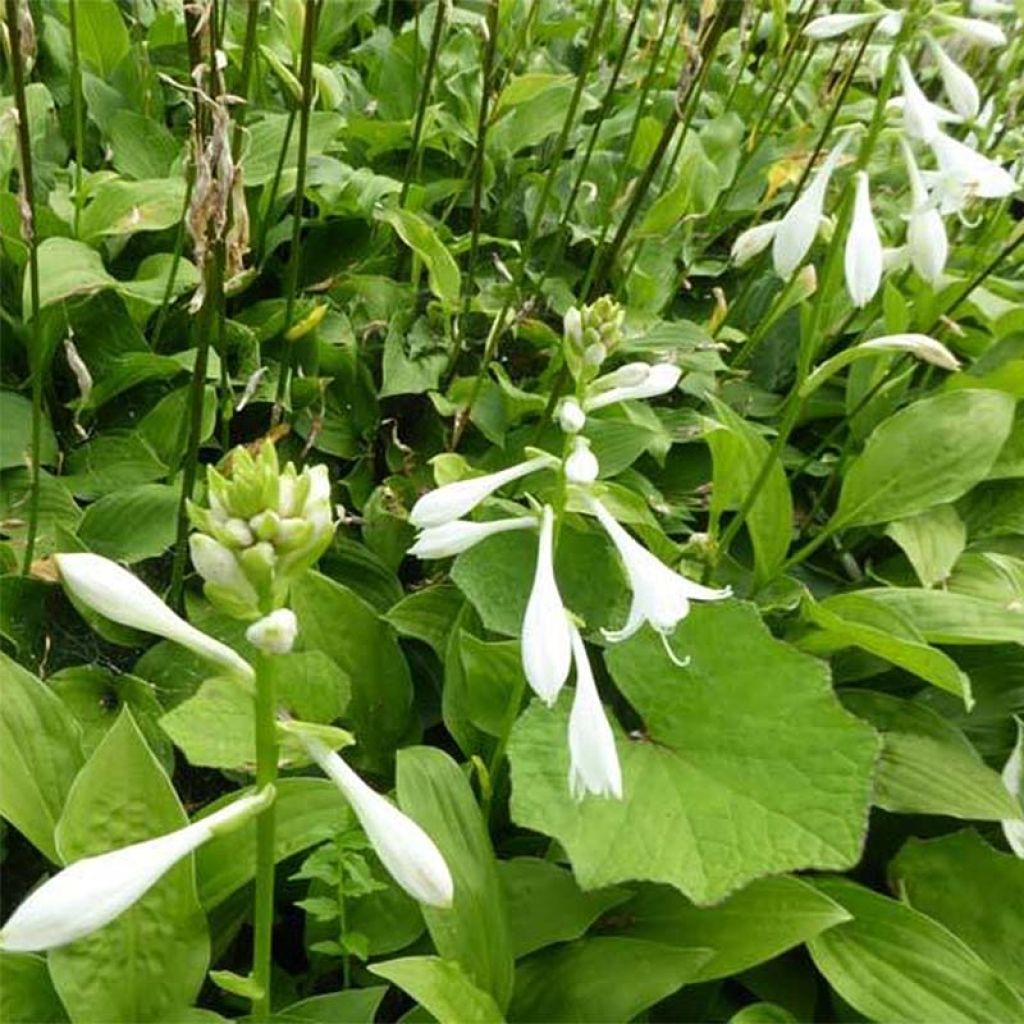 Hosta White Trumpets