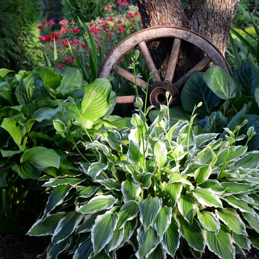 Hosta undulata albomarginata