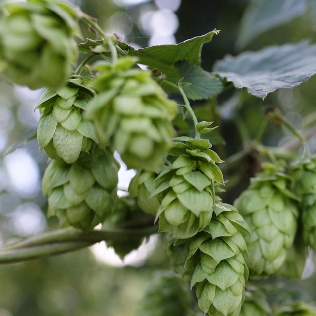 Humulus lupulus Hallertau Tradition - Common Hop