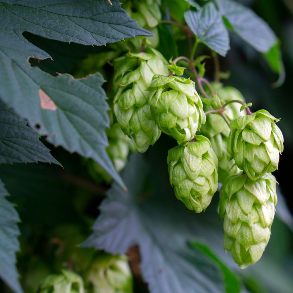 Humulus lupulus Hersbrucker - Common Hop