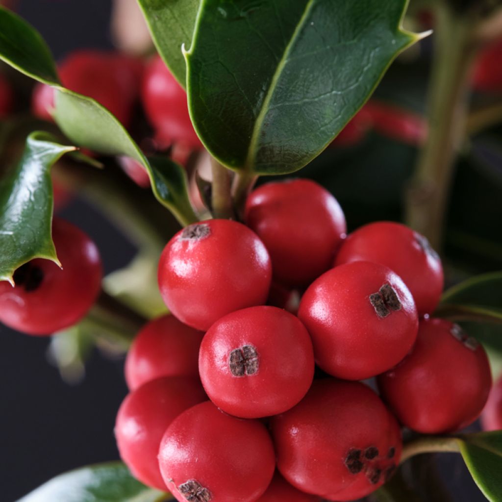 Ilex meserveae Magical Amoro Rosso