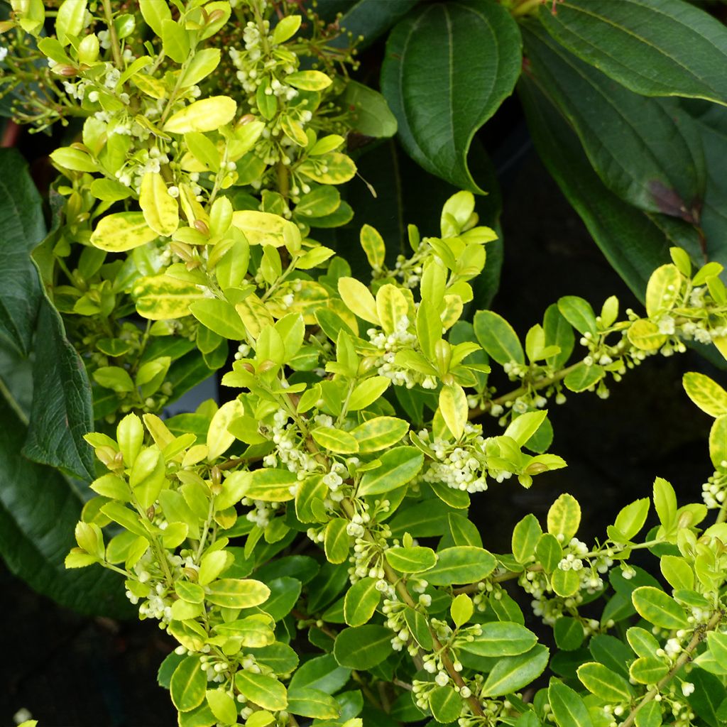 Ilex crenata Glory Gem - Japanese Holly