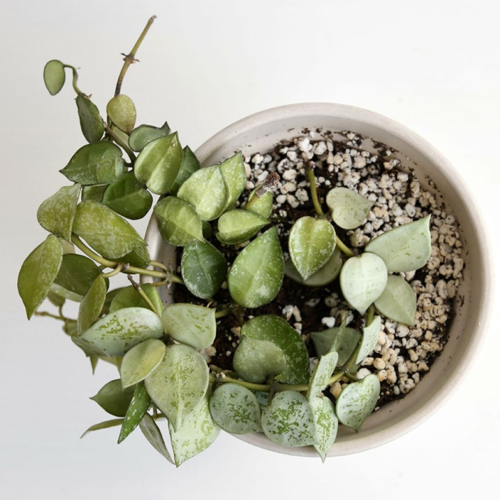 Hoya krohniana Eskimo - Fleur de porcelaine, Fleur de cire