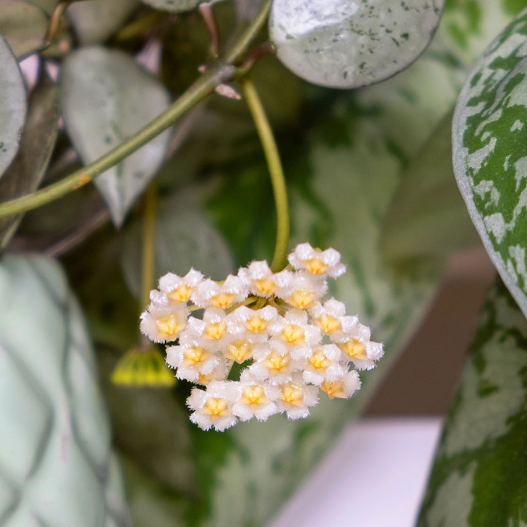Hoya krohniana Eskimo - Fleur de porcelaine, Fleur de cire