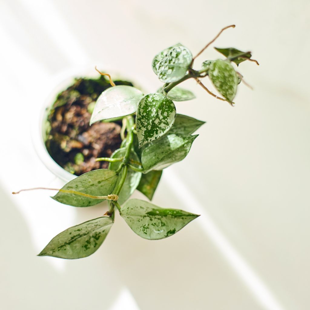 Hoya krohniana Eskimo - Fleur de porcelaine, Fleur de cire