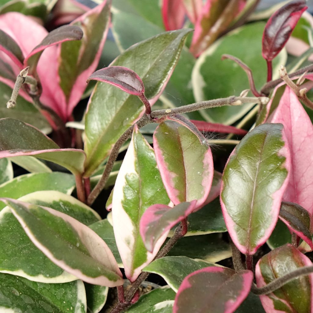 Hoya carnosa Flamingo Dream - Fleur de porcelaine, Fleur de cire