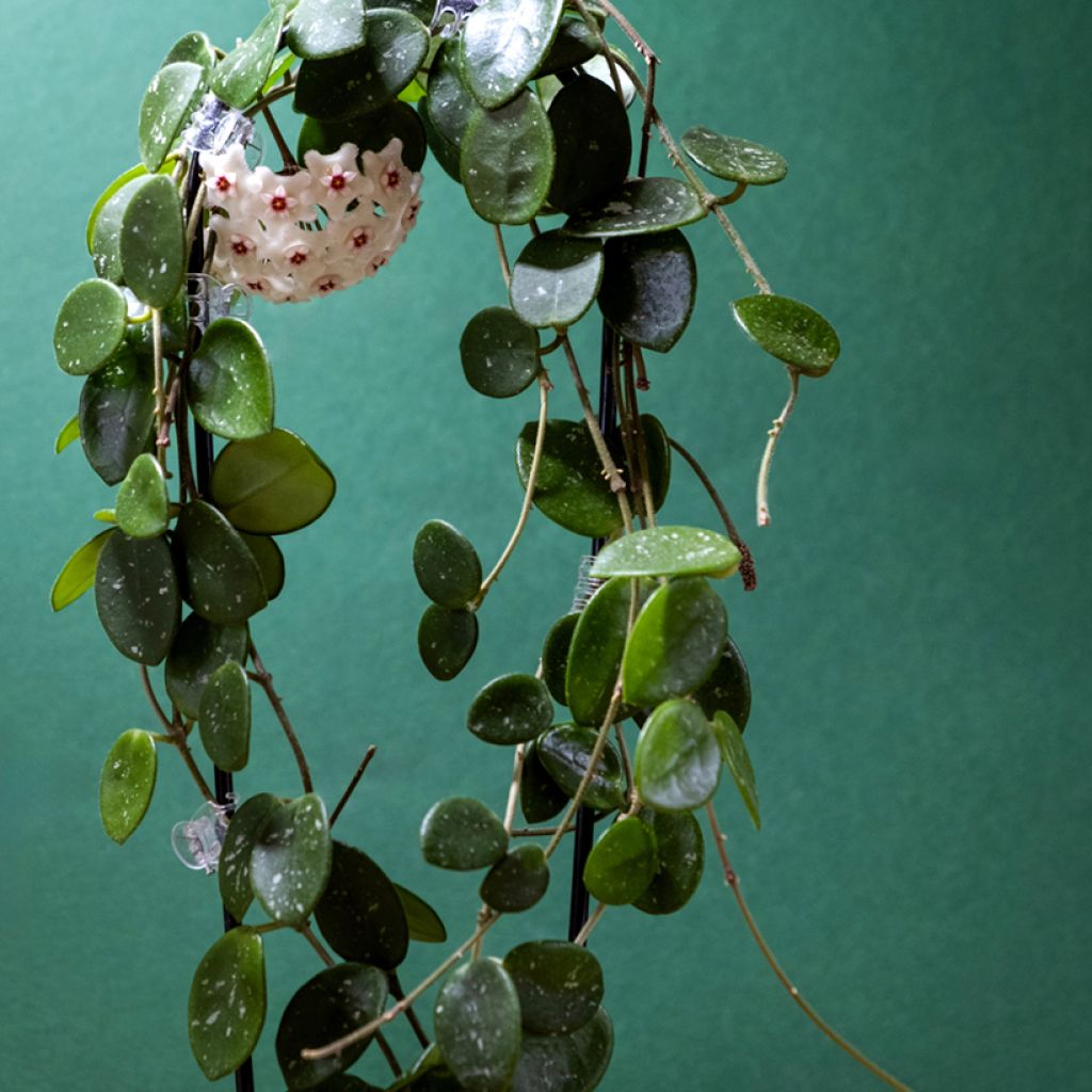Hoya carnosa x serpens Mathilde Splash - Fleur de porcelaine Mathilde Splash, Fleur de cire