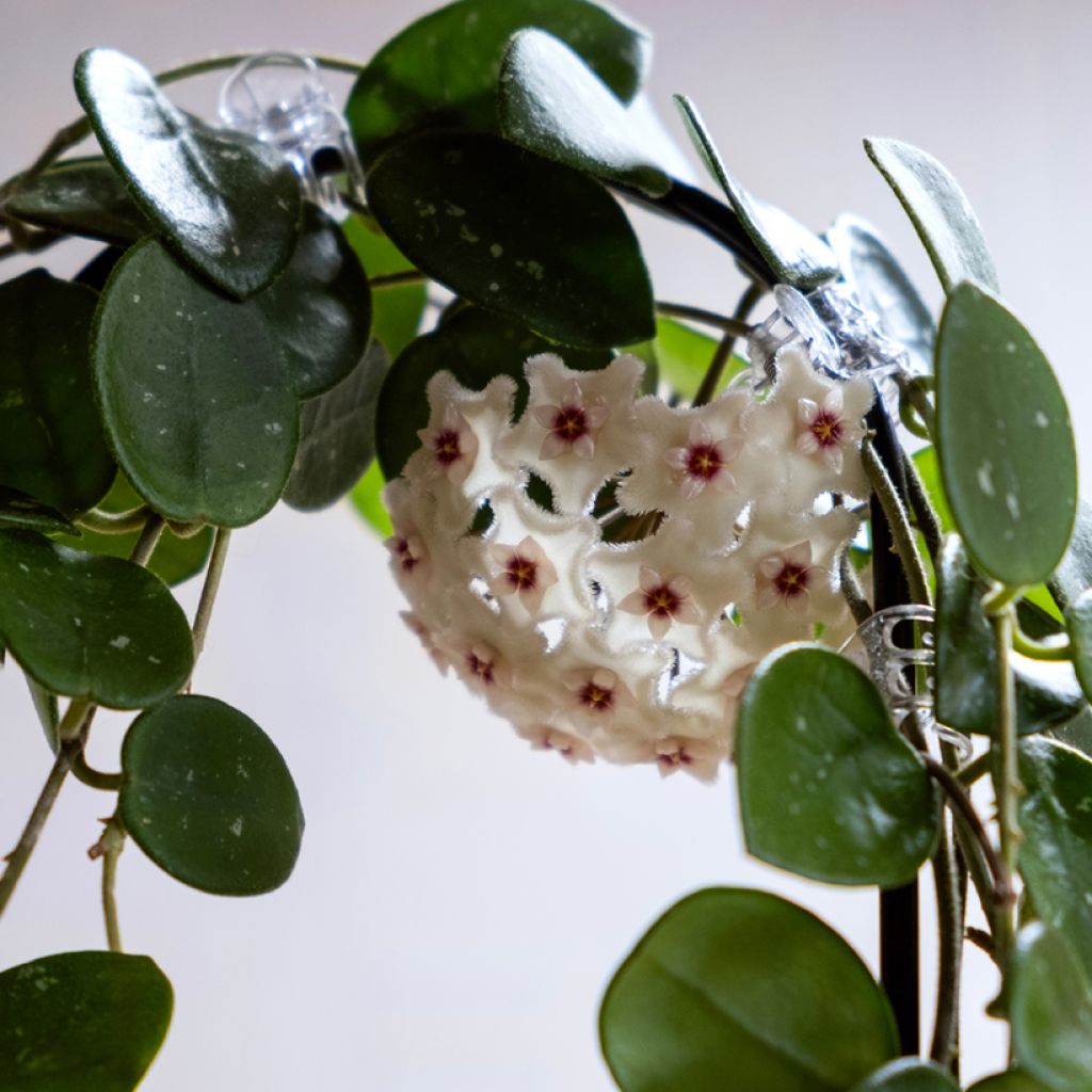 Hoya carnosa x serpens Mathilde Splash - Fleur de porcelaine Mathilde Splash, Fleur de cire