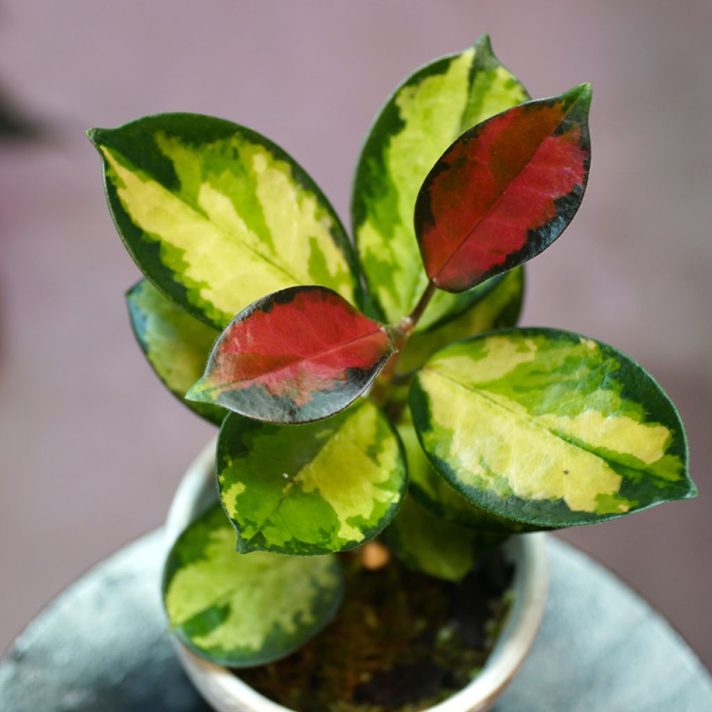 Hoya australis Tricolor - New South Wales wax flower