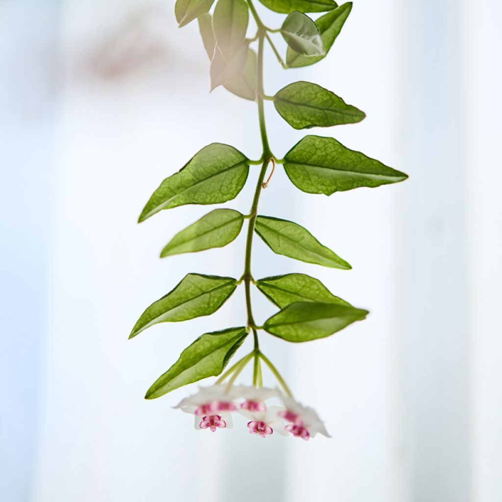 Hoya bella - Beautiful wax plant