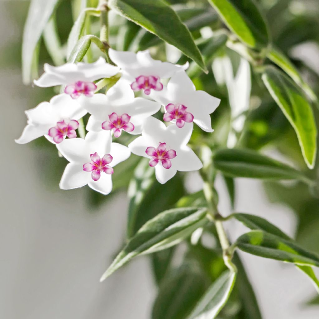 Hoya bella - Beautiful wax plant