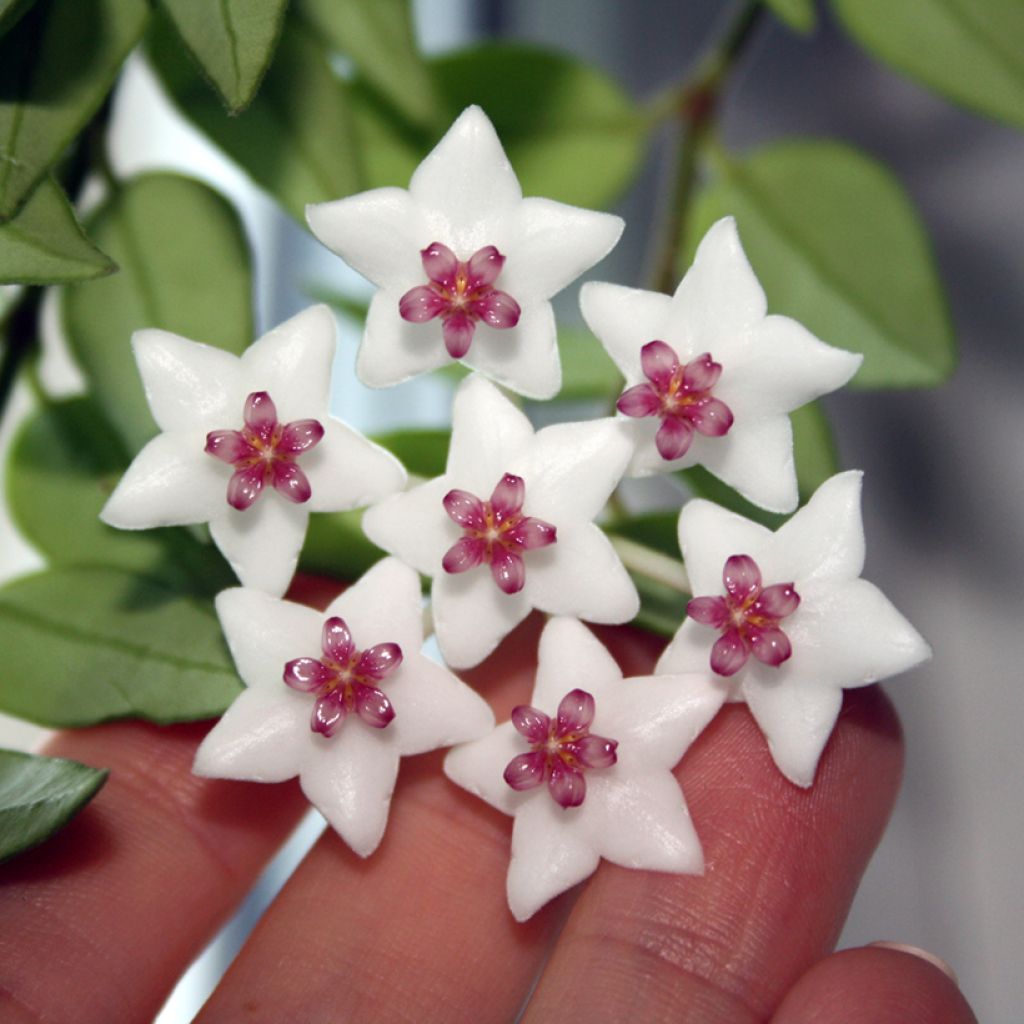 Hoya bella - Beautiful wax plant