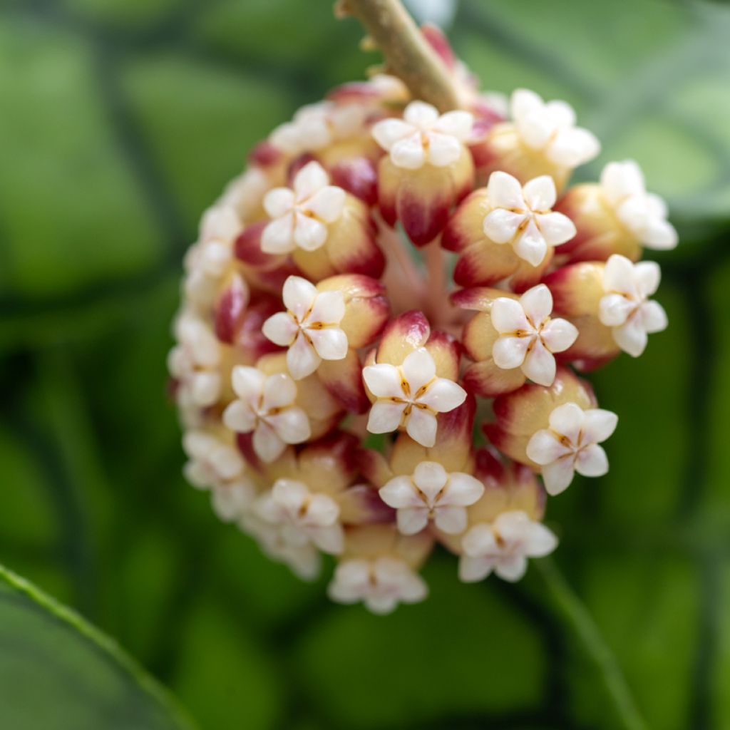Hoya callistophylla - Wax plant
