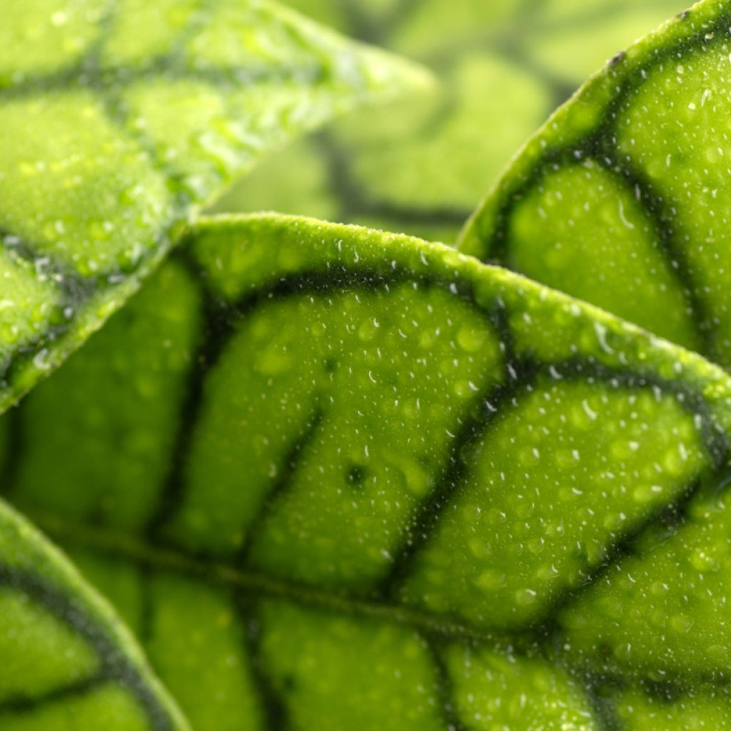 Hoya callistophylla - Wax plant