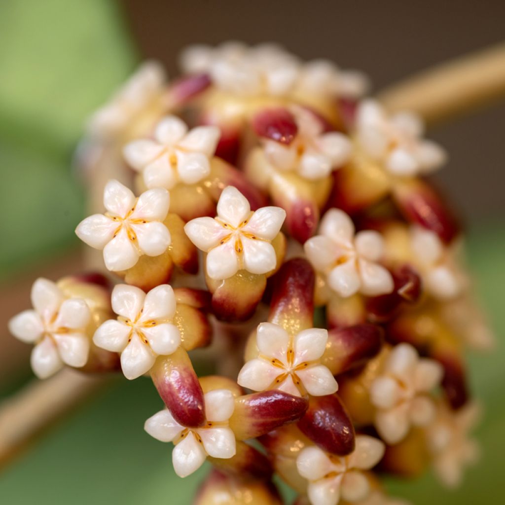 Hoya callistophylla - Wax plant