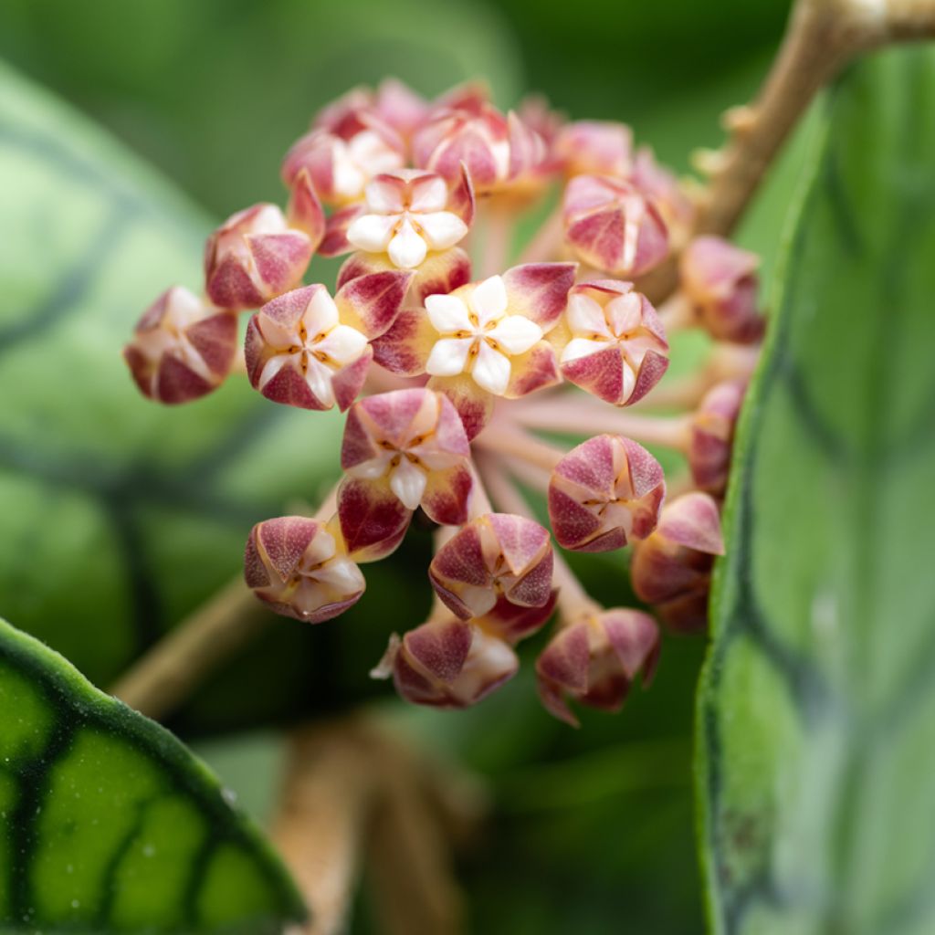 Hoya callistophylla - Wax plant