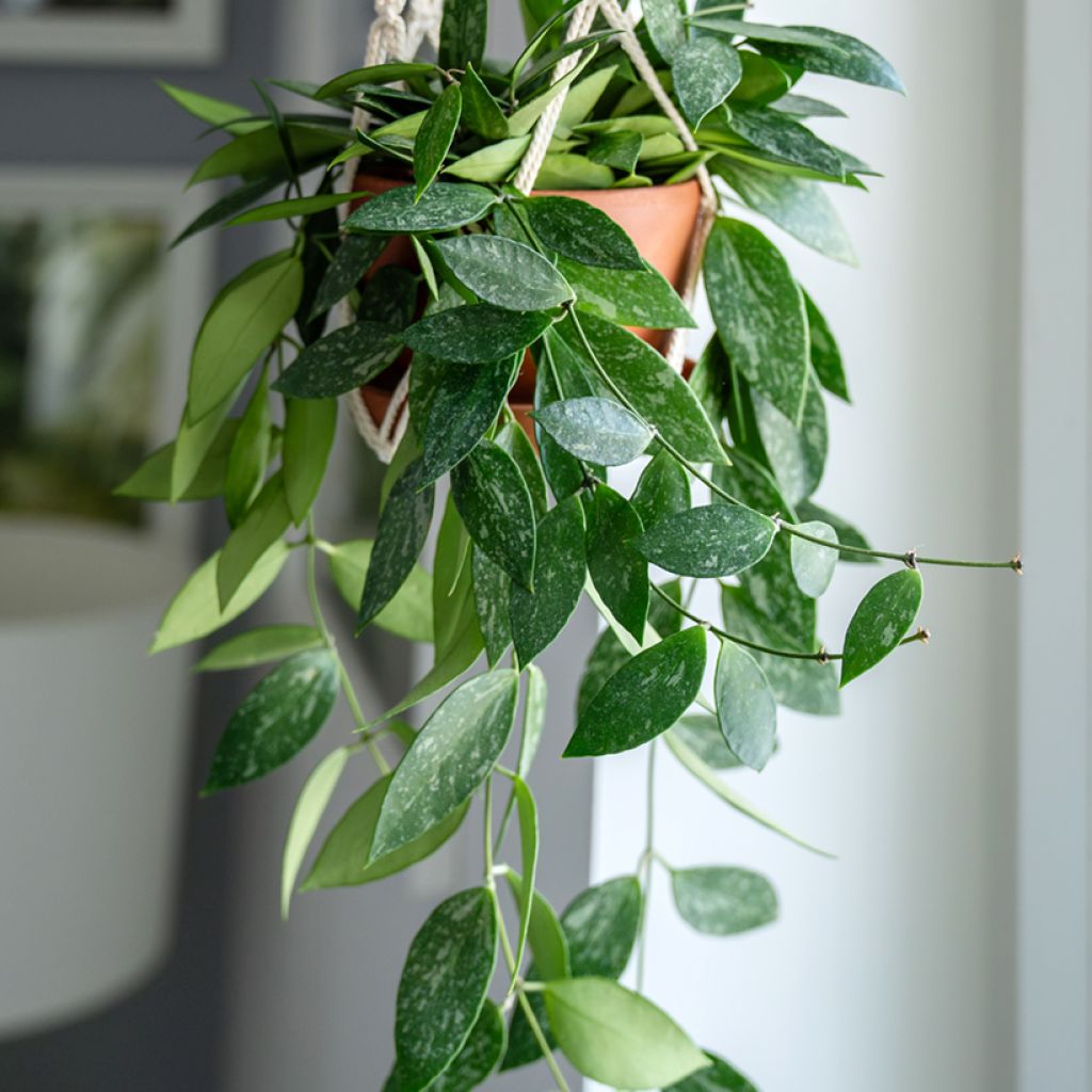 Hoya gracilis - Fleur de porcelaine, Fleur de cire