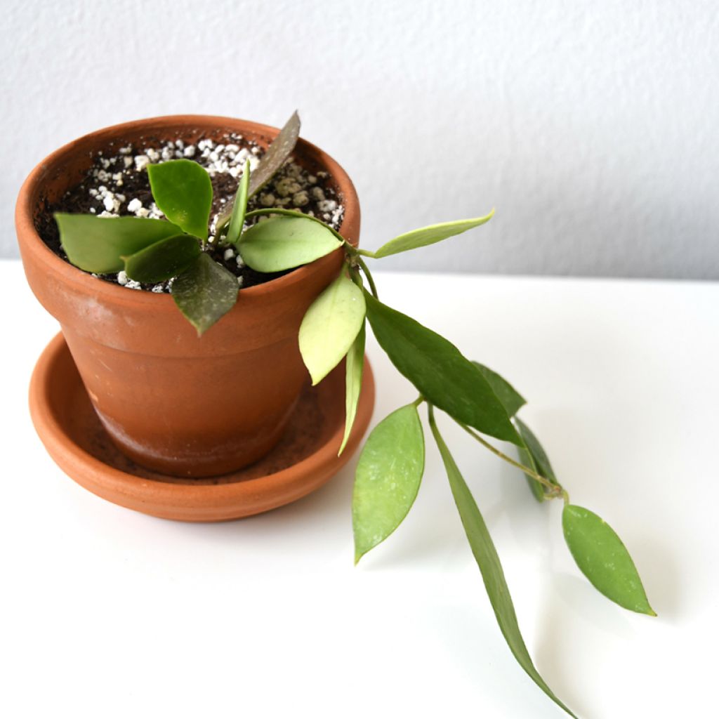 Hoya gracilis - Fleur de porcelaine, Fleur de cire