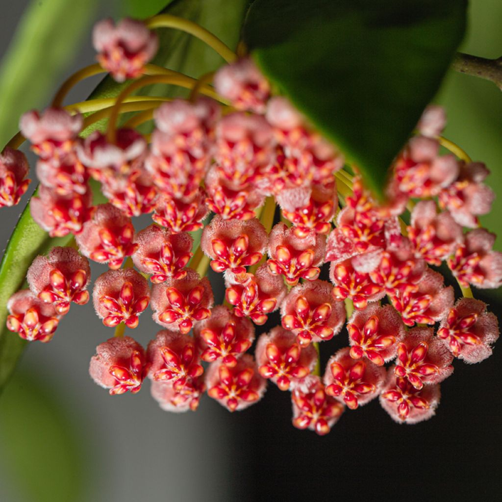 Hoya gracilis - Fleur de porcelaine, Fleur de cire