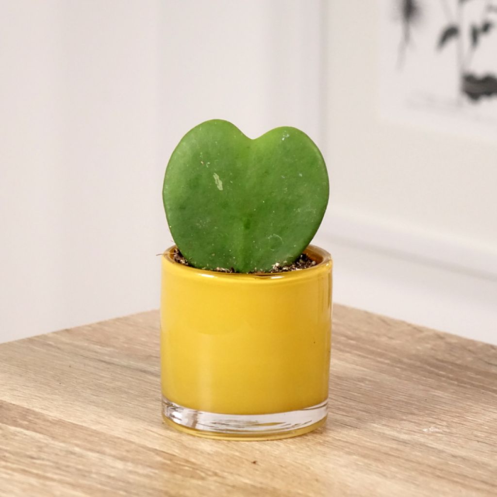 Hoya kerrii - Hoya heart