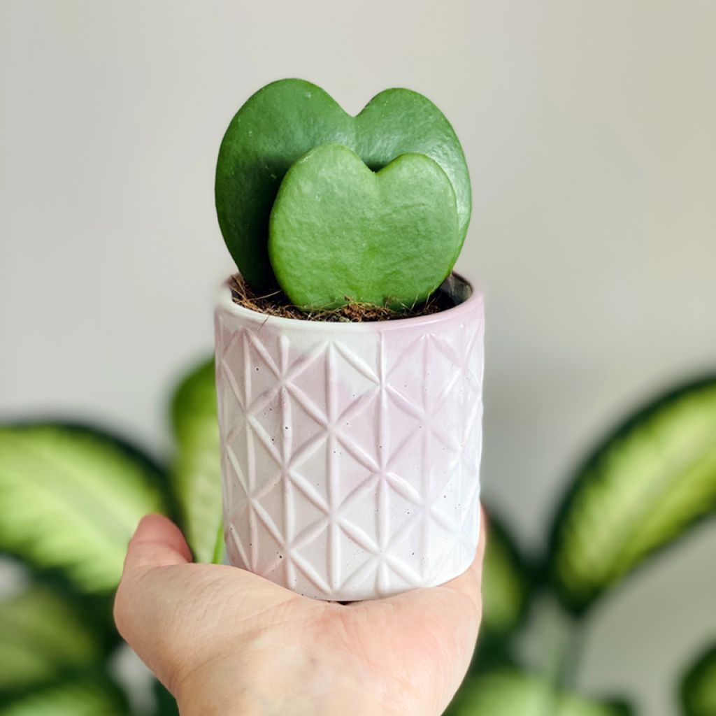 Hoya kerrii - Hoya heart