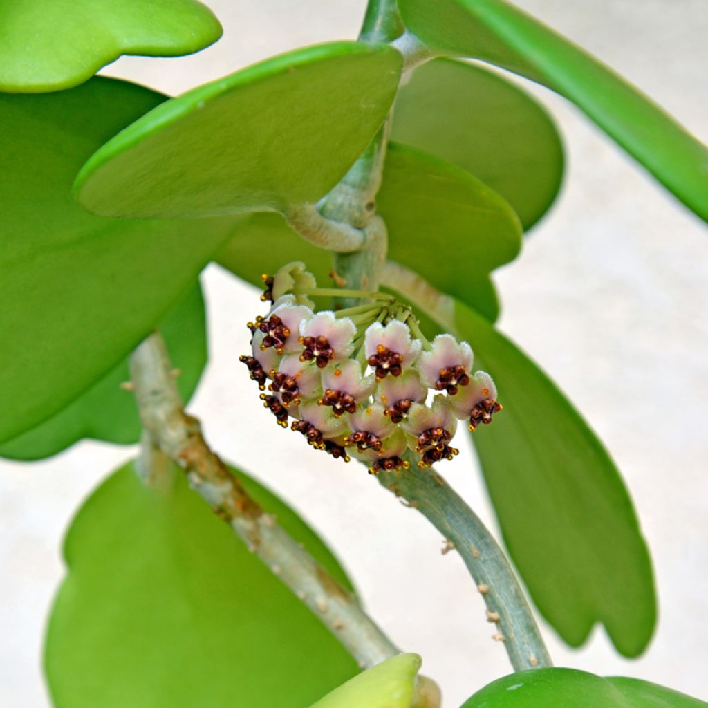 Hoya kerrii - Hoya heart