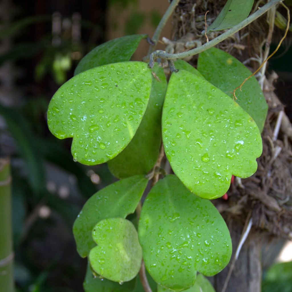Hoya kerrii - Hoya heart