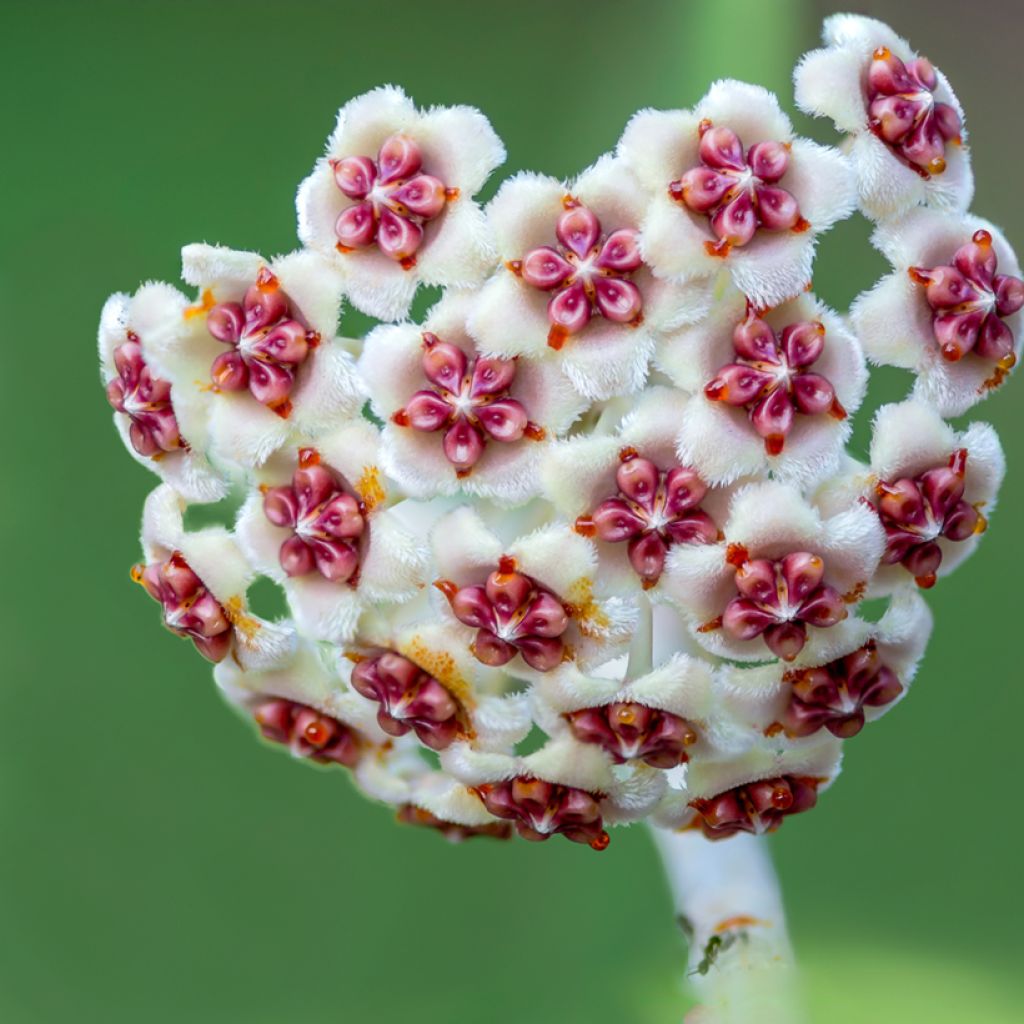 Hoya kerrii - Hoya heart