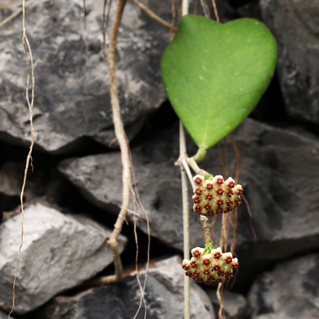 Hoya kerrii - Hoya heart