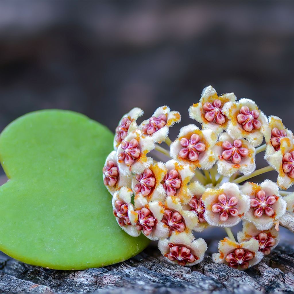 Hoya kerrii - Hoya heart