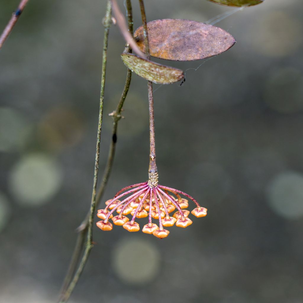 Hoya sigillatis - Fleur de porcelaine, Fleur de cire