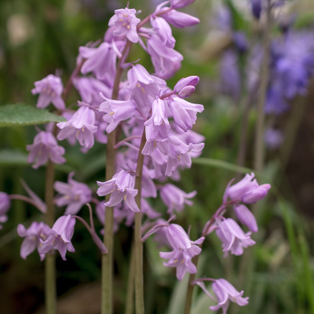 Hyacinthoides non-scripta Rosea - Common Bluebell