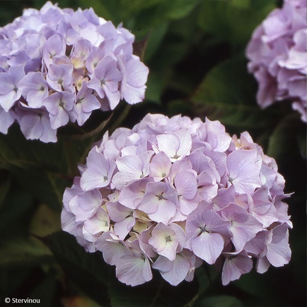 Hortensia Madame Plumecoq Collection 1900 - Hydrangea macrophylla 